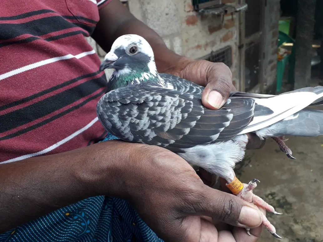 dove photo